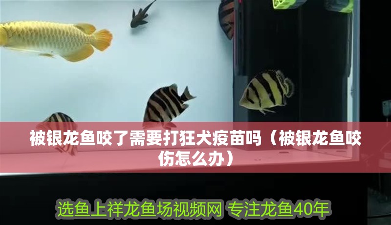 被銀龍魚咬了需要打狂犬疫苗嗎（被銀龍魚咬傷怎么辦）