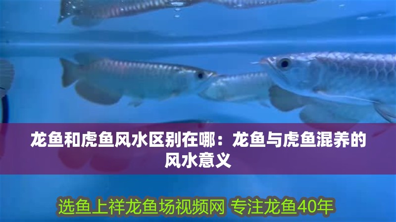 龍魚和虎魚風水區別在哪：龍魚與虎魚混養的風水意義