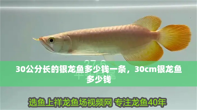 30公分長的銀龍魚多少錢一條，30cm銀龍魚多少錢