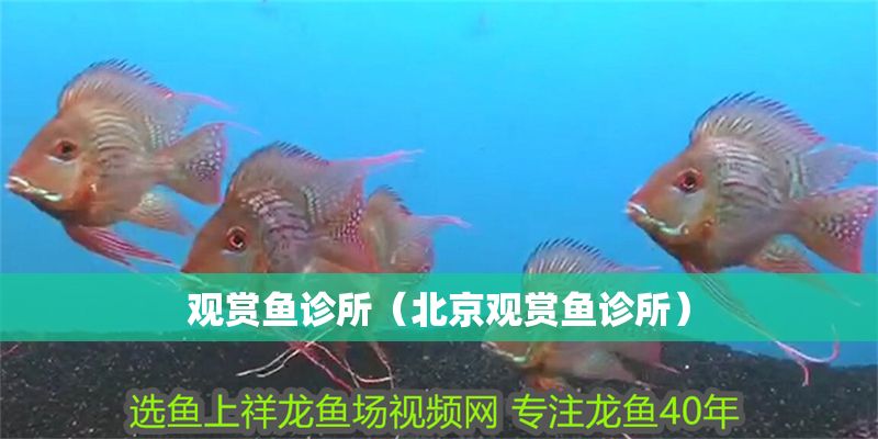 觀賞魚診所（北京觀賞魚診所）