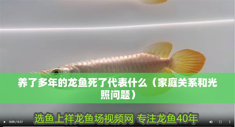 養(yǎng)了多年的龍魚死了代表什么（家庭關系和光照問題）