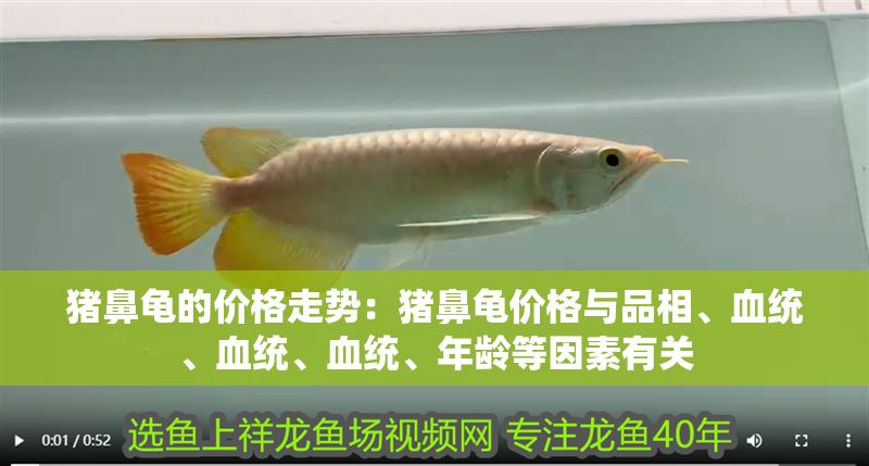 豬鼻龜的價格走勢：豬鼻龜價格與品相、血統、血統、血統、年齡等因素有關