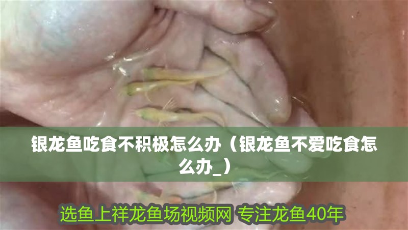 銀龍魚吃食不積極怎么辦（銀龍魚不愛吃食怎么辦_）