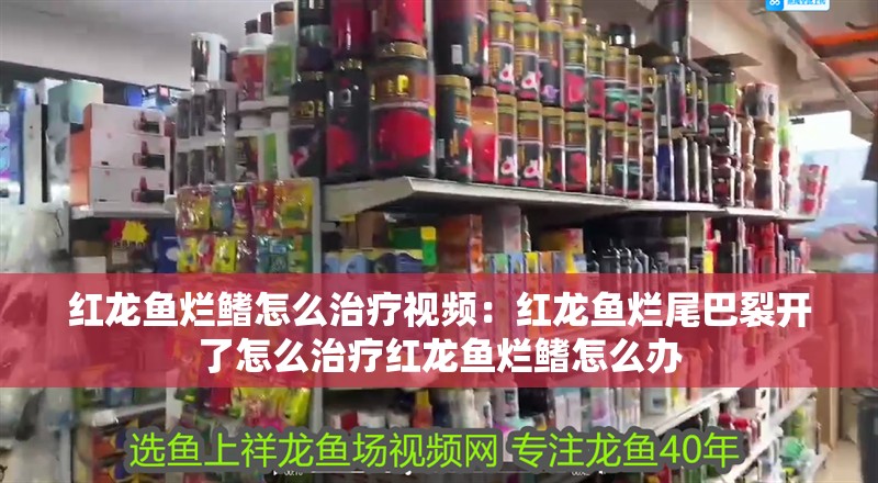 紅龍魚(yú)爛鰭怎么治療視頻：紅龍魚(yú)爛尾巴裂開(kāi)了怎么治療紅龍魚(yú)爛鰭怎么辦 紅龍魚(yú)爛鰭怎么治療視頻：紅龍魚(yú)爛尾巴裂開(kāi)了怎么治療紅龍魚(yú)爛鰭怎么辦 龍魚(yú)百科