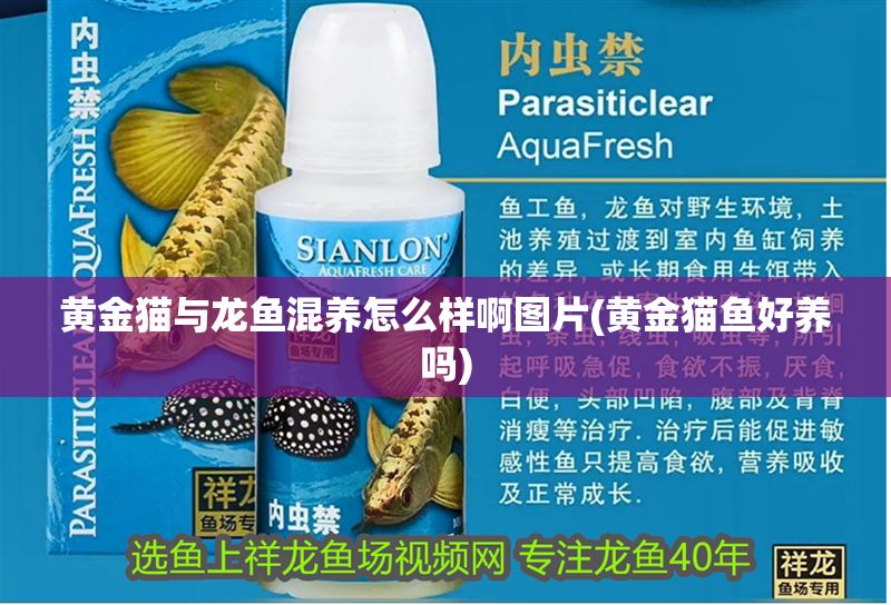 黃金貓與龍魚混養怎么樣啊圖片(黃金貓魚好養嗎)