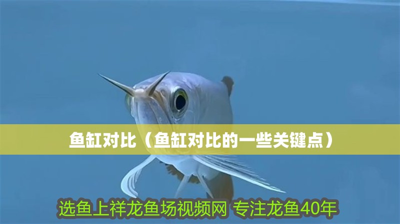 魚缸對比（魚缸對比的一些關鍵點） 魚缸對比（魚缸對比的一些關鍵點） 魚缸百科