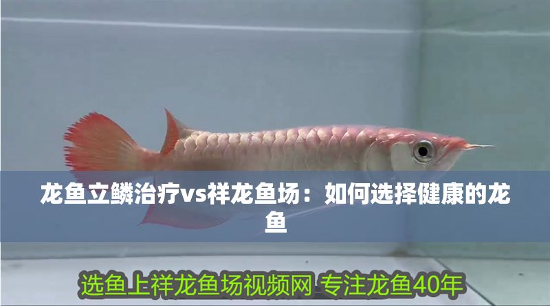 龍魚(yú)立鱗治療vs祥龍魚(yú)場(chǎng)：如何選擇健康的龍魚(yú) 龍魚(yú)立鱗治療vs祥龍魚(yú)場(chǎng)：如何選擇健康的龍魚(yú) vs祥龍魚(yú)場(chǎng) 第2張