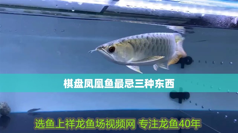 棋盤鳳凰魚最忌三種東西 棋盤鳳凰魚最忌三種東西 龍魚論壇