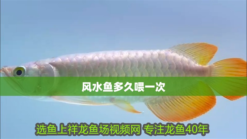 風(fēng)水魚多久喂一次