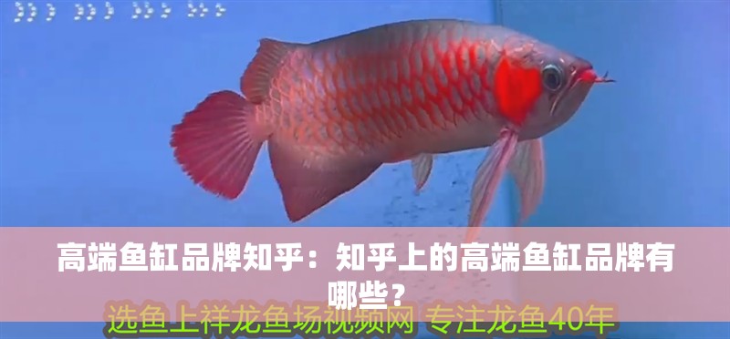 高端魚(yú)缸品牌知乎：知乎上的高端魚(yú)缸品牌有哪些？