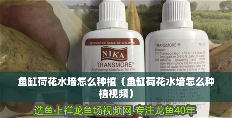 魚缸荷花水培怎么種植（魚缸荷花水培怎么種植視頻） 魚缸荷花水培怎么種植（魚缸荷花水培怎么種植視頻） 豬鼻龜百科 第1張