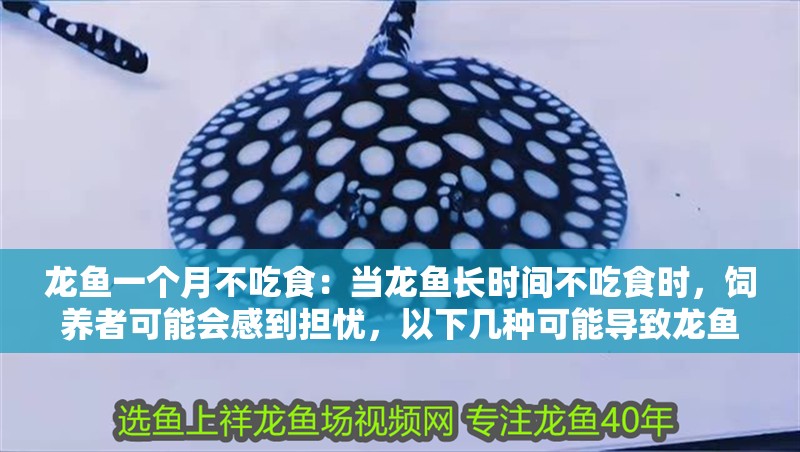 龍魚一個月不吃食：當龍魚長時間不吃食時，飼養者可能會感到擔憂，以下幾種可能導致龍魚拒食 龍魚一個月不吃食：當龍魚長時間不吃食時，飼養者可能會感到擔憂，以下幾種可能導致龍魚拒食 龍魚百科