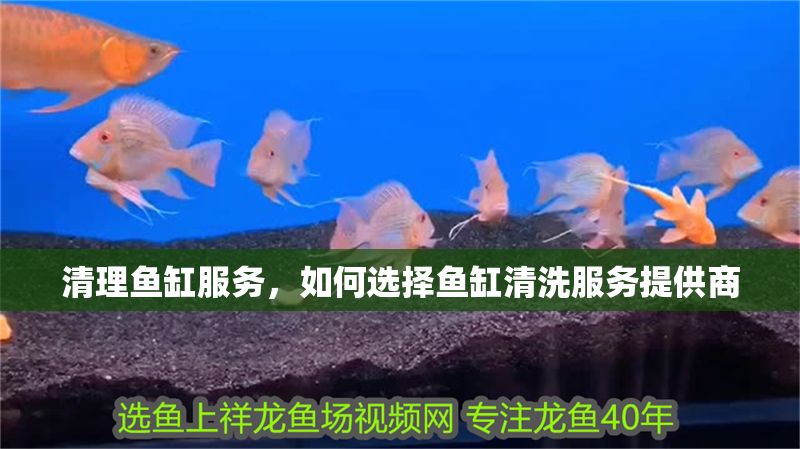 清理魚缸服務，如何選擇魚缸清洗服務提供商