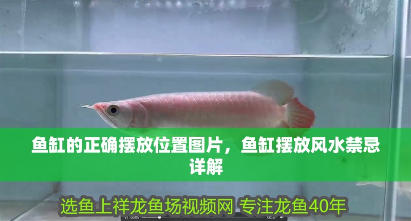 魚缸的正確擺放位置圖片，魚缸擺放風水禁忌詳解