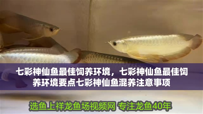 七彩神仙魚最佳飼養環境，七彩神仙魚最佳飼養環境要點七彩神仙魚混養注意事項