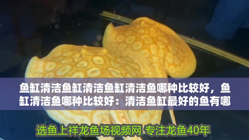 魚缸清潔魚缸清潔魚缸清潔魚哪種比較好，魚缸清潔魚哪種比較好：清潔魚缸最好的魚有哪些