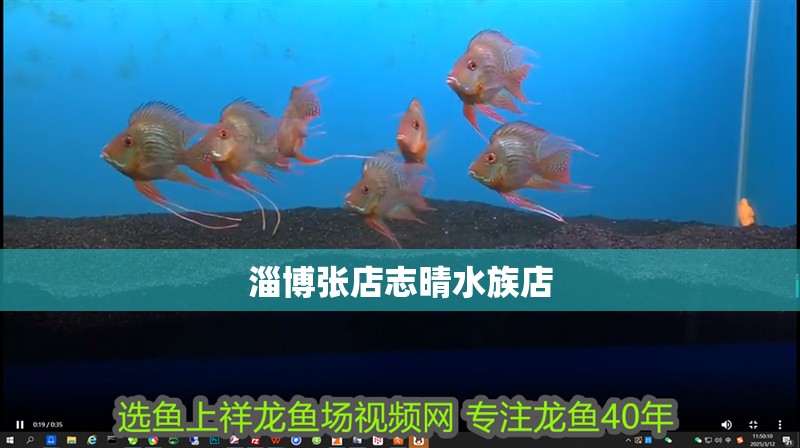 淄博張店志晴水族店