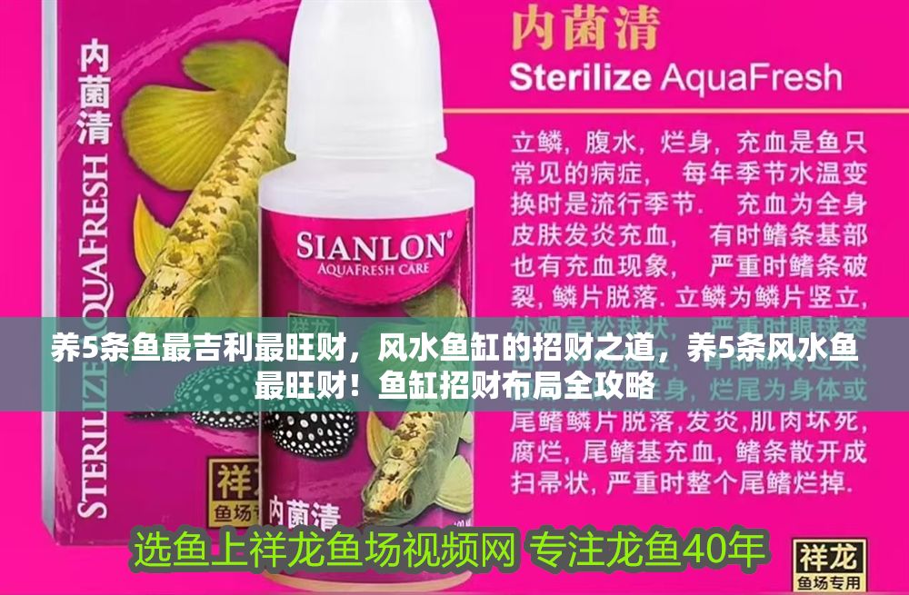 養5條魚最吉利最旺財，風水魚缸的招財之道，養5條風水魚最旺財！魚缸招財布局全攻略