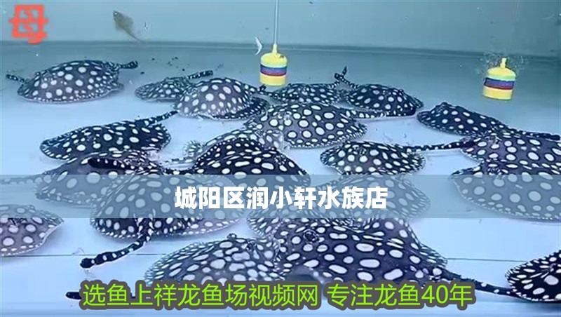 城陽(yáng)區(qū)潤(rùn)小軒水族店