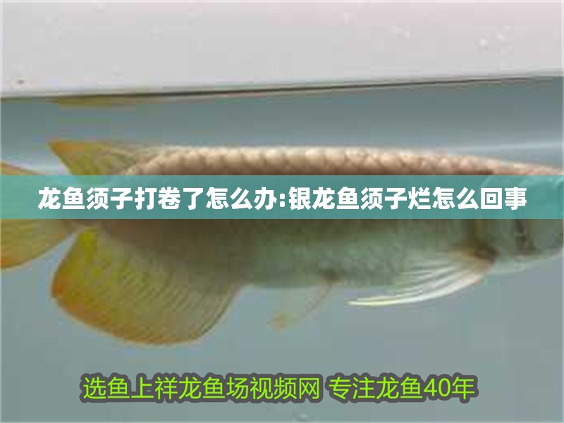 我的虎魚真菌感染了要怎么處理 龍魚須子打卷了怎么辦:銀龍魚須子爛怎么回事 銀龍魚百科 龍魚須子打卷了怎么辦:銀龍魚須子爛怎么回事 龍魚須子打卷了怎么辦:銀龍魚須子爛怎么回事 銀龍魚百科