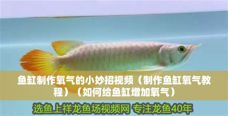 魚缸制作氧氣的小妙招視頻（制作魚缸氧氣教程）（如何給魚缸增加氧氣）