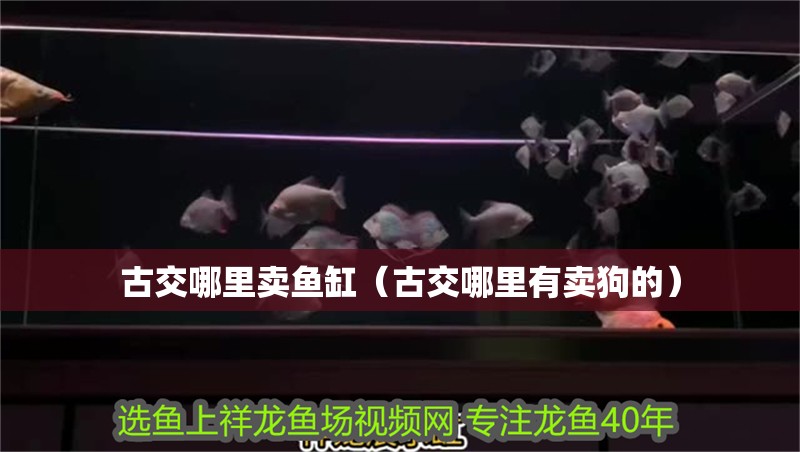 魚缸過濾器選購指南:自制魚缸過濾器魚缸上置過濾器對于養魚愛好者的必備知識 古交哪里賣魚缸(古交哪里有賣狗的) 魚缸百科 古交哪里賣魚缸(古交哪里有賣狗的) 古交哪里賣魚缸(古交哪里有賣狗的) 魚缸百科