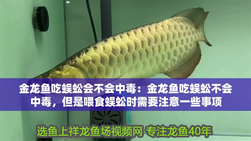金龍魚吃蜈蚣會(huì)不會(huì)中毒：金龍魚吃蜈蚣不會(huì)中毒，但是喂食蜈蚣時(shí)需要注意一些事項(xiàng)