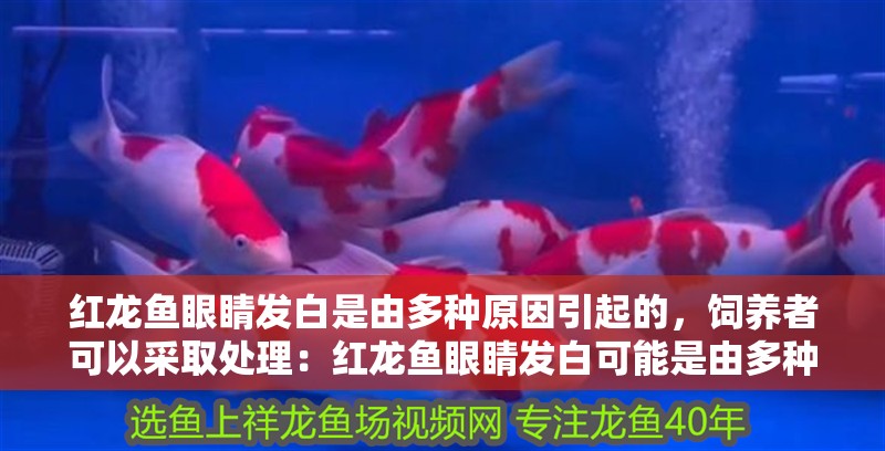 紅龍魚眼睛發(fā)白是由多種原因引起的，飼養(yǎng)者可以采取處理：紅龍魚眼睛發(fā)白可能是由多種原因引起的，飼養(yǎng)者可以采取處理