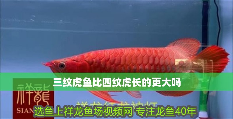 三紋虎魚比四紋虎長(zhǎng)的更大嗎 三紋虎魚比四紋虎長(zhǎng)的更大嗎 龍魚論壇