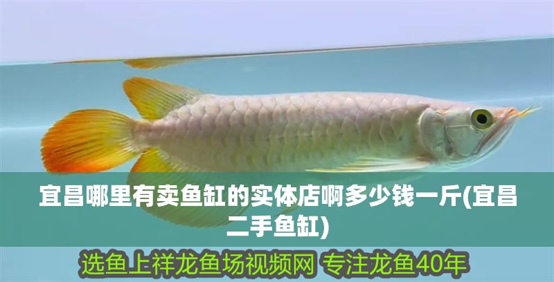 宜昌哪里有賣魚缸的實體店啊多少錢一斤(宜昌二手魚缸)