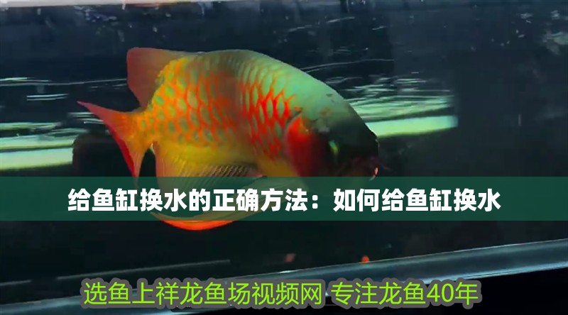 給魚缸換水的正確方法：如何給魚缸換水