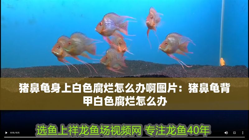 豬鼻龜身上白色腐爛怎么辦啊圖片:豬鼻龜背甲白色腐爛怎么辦 豬鼻龜百科 第1張 豬鼻龜身上白色腐爛怎么辦啊圖片:豬鼻龜背甲白色腐爛怎么辦 豬鼻龜身上白色腐爛怎么辦啊圖片:豬鼻龜背甲白色腐爛怎么辦 豬鼻龜百科 第1張