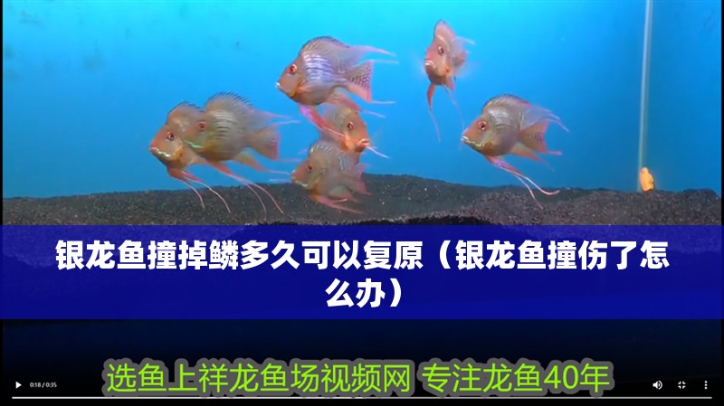 銀龍魚撞掉鱗多久可以復原（銀龍魚撞傷了怎么辦）