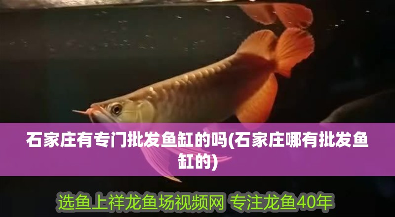 石家莊有專門批發(fā)魚缸的嗎(石家莊哪有批發(fā)魚缸的)