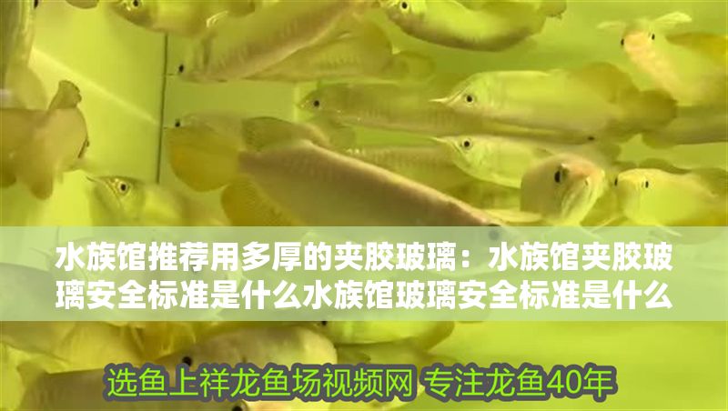 水族館推薦用多厚的夾膠玻璃：水族館夾膠玻璃安全標準是什么水族館玻璃安全標準是什么