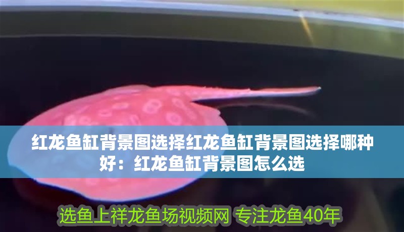 紅龍魚缸背景圖選擇紅龍魚缸背景圖選擇哪種好：紅龍魚缸背景圖怎么選