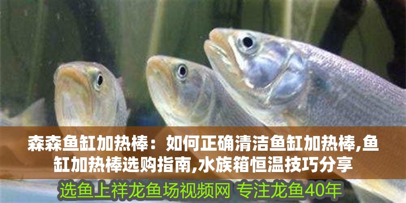 森森魚缸加熱棒：如何正確清潔魚缸加熱棒,魚缸加熱棒選購指南,水族箱恒溫技巧分享