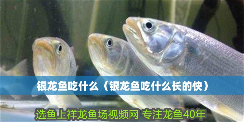 銀龍魚吃什么（銀龍魚吃什么長的快）