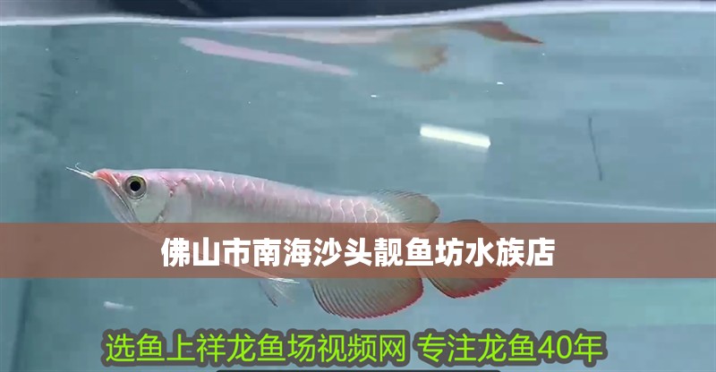 佛山市<strong><mark>南海</mark></strong>沙頭靚魚坊水族店