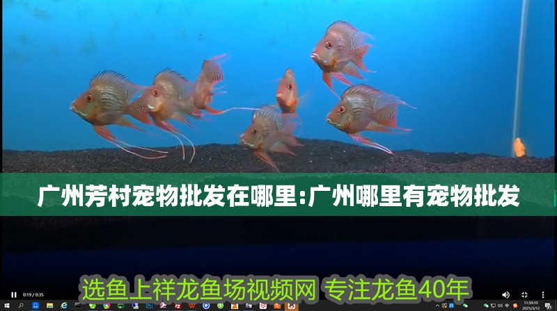 廣州芳村寵物批發在哪里:廣州哪里有寵物批發