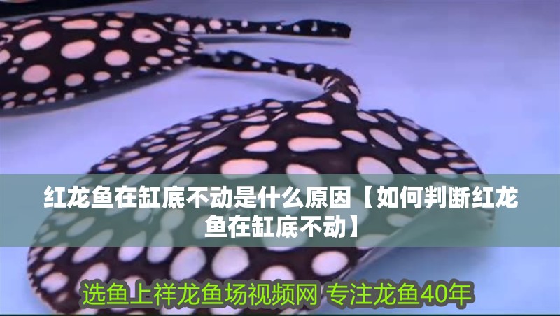 紅龍魚在缸底不動是什么原因【如何判斷紅龍魚在缸底不動】