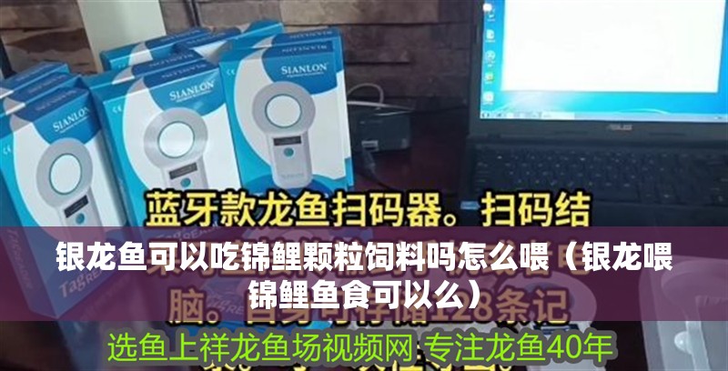 銀龍魚可以吃錦鯉顆粒飼料嗎怎么喂（銀龍喂錦鯉魚食可以么）