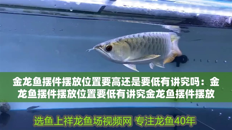 金龍魚擺件擺放位置要高還是要低有講究嗎：金龍魚擺件擺放位置要低有講究金龍魚擺件擺放位置要低有講究
