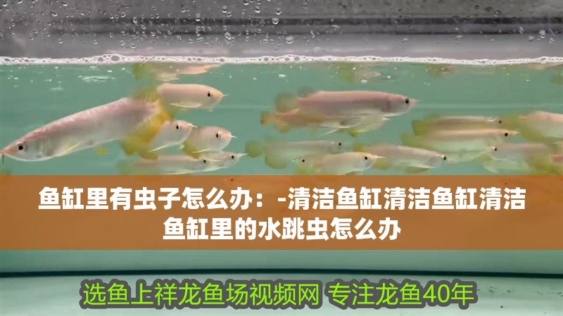 魚缸里有蟲子怎么辦：-清潔魚缸清潔魚缸清潔魚缸里的水跳蟲怎么辦 魚缸里有蟲子怎么辦：-清潔魚缸清潔魚缸清潔魚缸里的水跳蟲怎么辦 魚缸百科