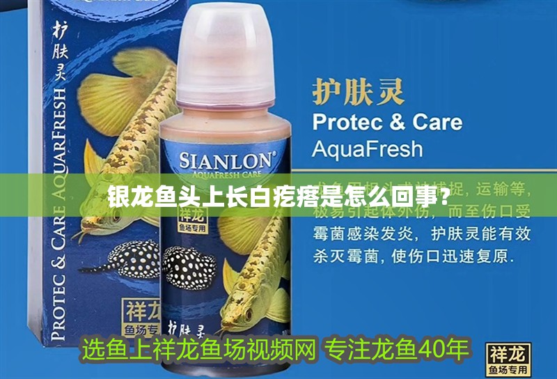 銀龍魚頭上長白疙瘩是怎么回事？ 銀龍魚頭上長白疙瘩是怎么回事？ 銀龍魚百科