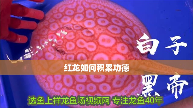 紅龍如何積累功德