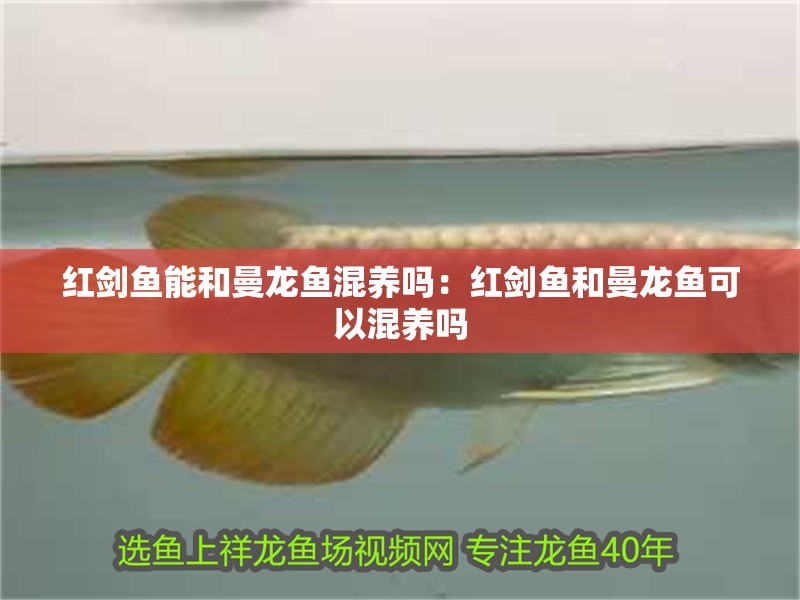 紅劍魚能和曼龍魚混養嗎：紅劍魚和曼龍魚可以混養嗎