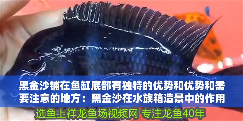 黑金沙鋪在魚缸底部有獨特的優勢和優勢和需要注意的地方：黑金沙在水族箱造景中的作用