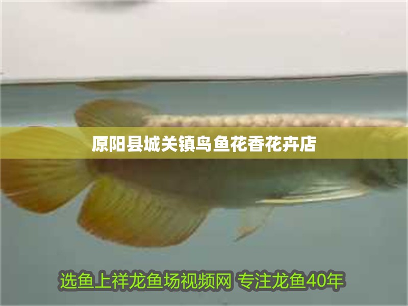 印尼虎魚多少溫度飼養(yǎng)最好:印尼虎魚多少溫度飼養(yǎng)最好印尼虎魚多少溫度飼養(yǎng)最好 原陽縣城關(guān)鎮(zhèn)鳥魚花香花卉店 全國水族館企業(yè)名錄 原陽縣城關(guān)鎮(zhèn)鳥魚花香花卉店 原陽縣城關(guān)鎮(zhèn)鳥魚花香花卉店 全國水族館企業(yè)名錄