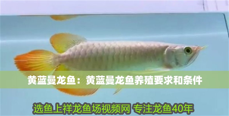 黃藍曼龍魚：黃藍曼龍魚養殖要求和條件